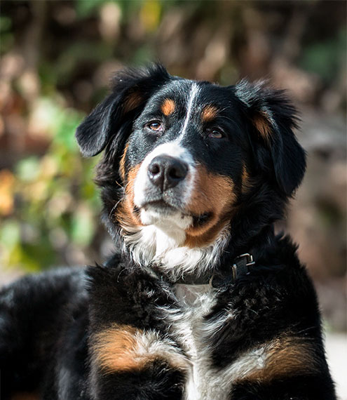 ¿Qué significa que a los perros les salgan canas?